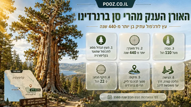 האורן הענק מהרי סן ברנרדינו בן יותר מ-440 שנה