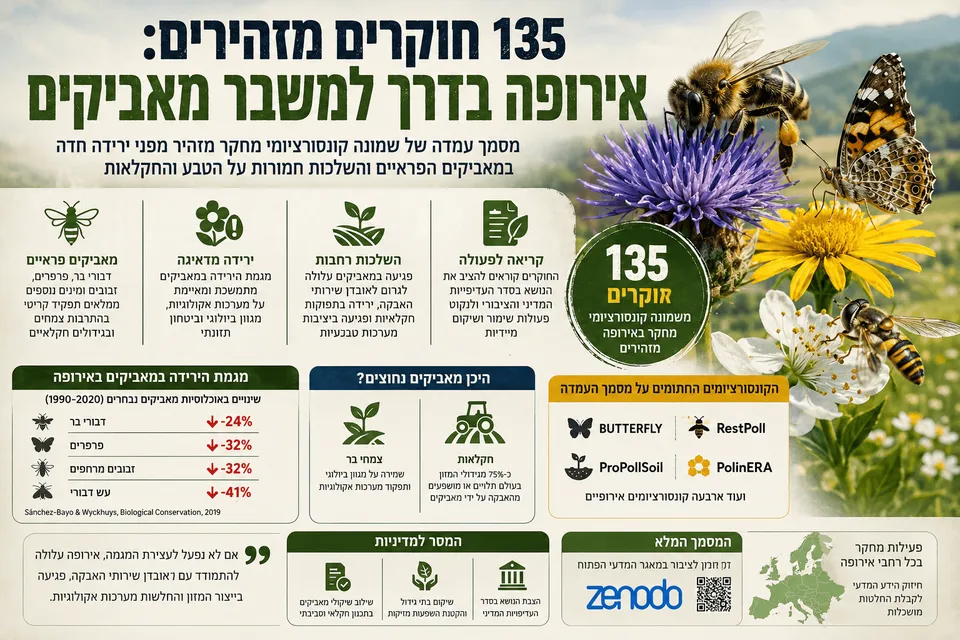 אינפוגרפיקה המציגה דבורים, פרפרים ומאביקים פראיים באירופה, לצד אזהרת 135 חוקרים מפני ירידה במאביקים והשפעות על חקלאות ומערכות אקולוגיות.