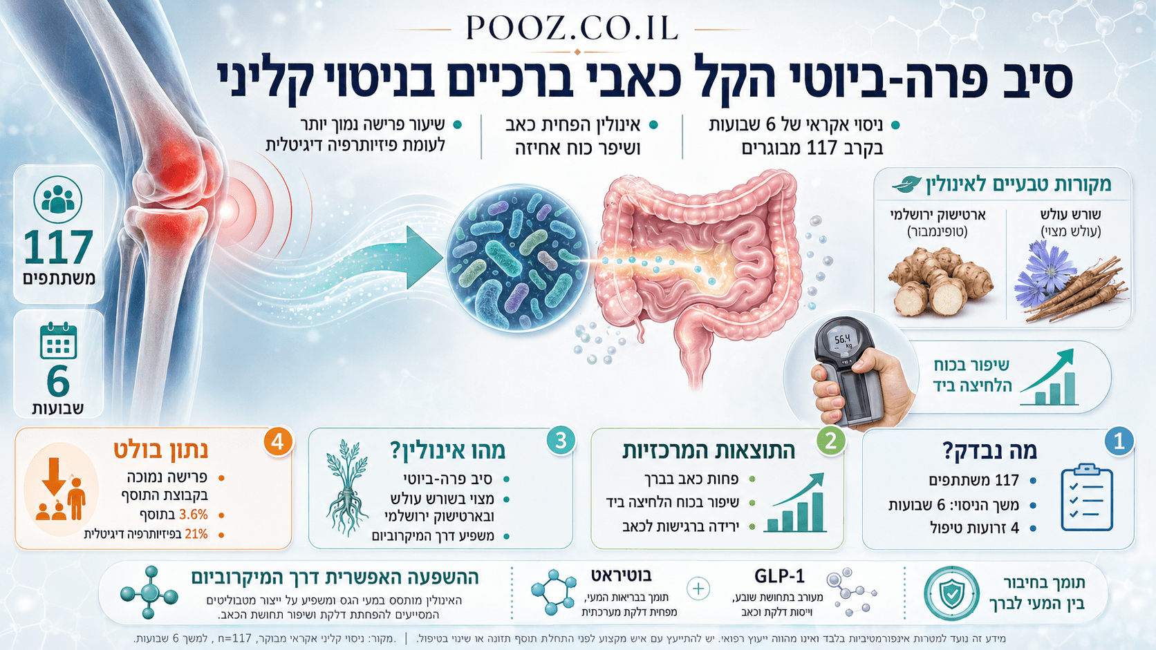 המחשה רפואית של ברך כואבת לצד מערכת העיכול וחיידקי המיקרוביום, עם שורש עולש וארטישוק ירושלמי כמקורות טבעיים לאינולין, בעקבות ניסוי קליני שבחן את השפעת הסיב הפרה־ביוטי על כאבי ברכיים.