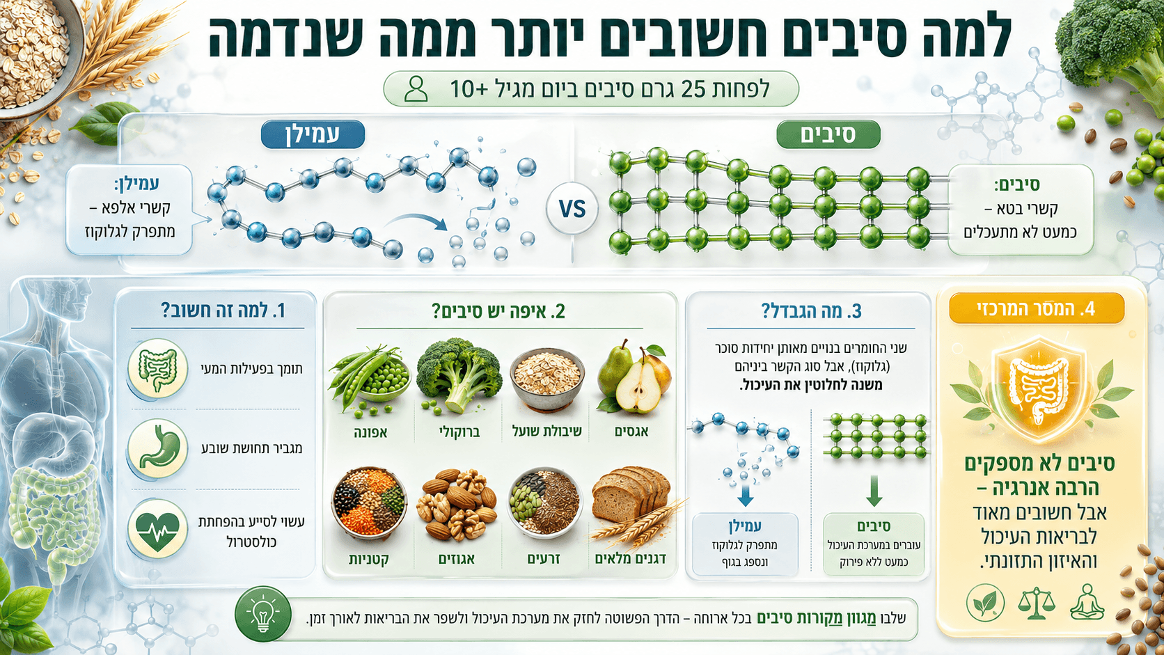 המחשה בריאותית בהירה המציגה מזונות עשירים בסיבים, כמו ברוקולי, שיבולת שועל, אגסים וקטניות, לצד מערכת העיכול והיתרונות לתחושת שובע ולאיזון הכולסטרול.